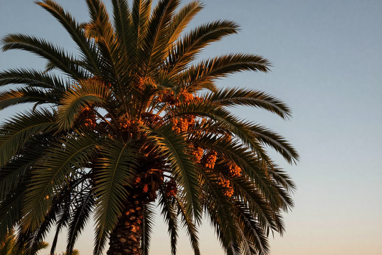Nautical Dawn in San Diego California Date Palm Amber Clusters Coastal Light in in San Diego, California, United States