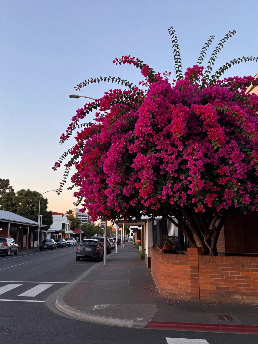 Nautical Dawn Street Scene in Adelaide South Australia with Bougainvillea and Vintage Cars in in Adelaide, South Australia, Australia