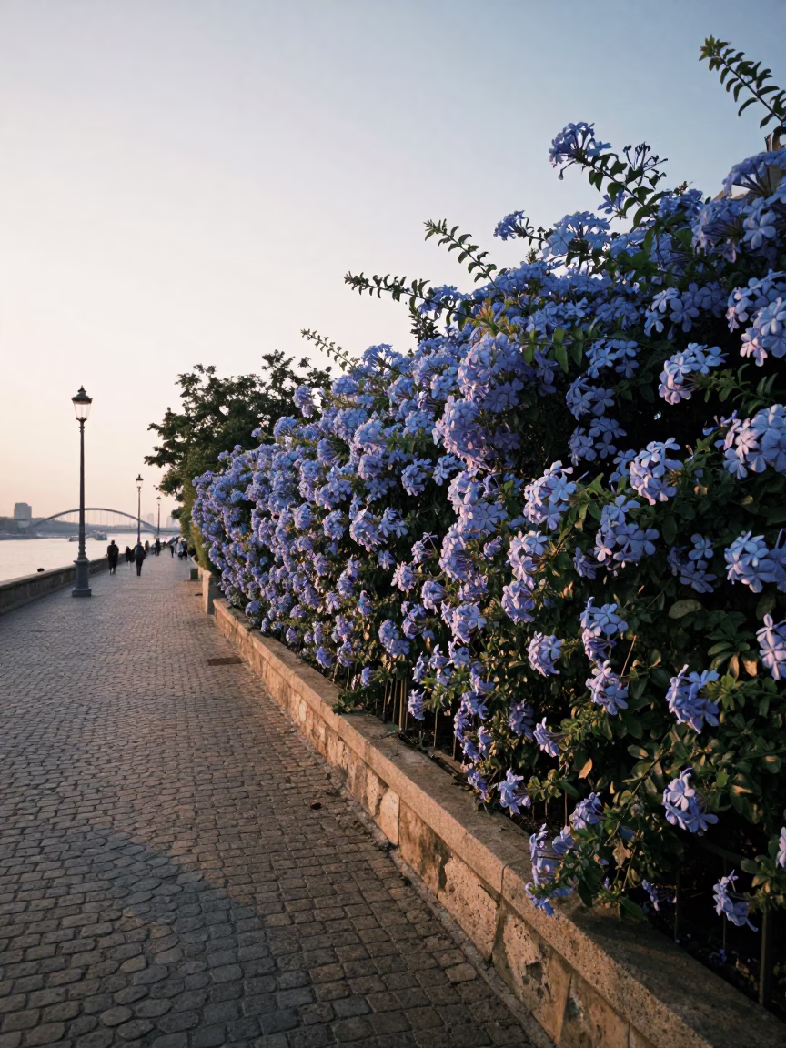 Nautical Dawn Street Scene in Budapest Hungary with Blue Plumbago Hedge in in Budapest, Hungary