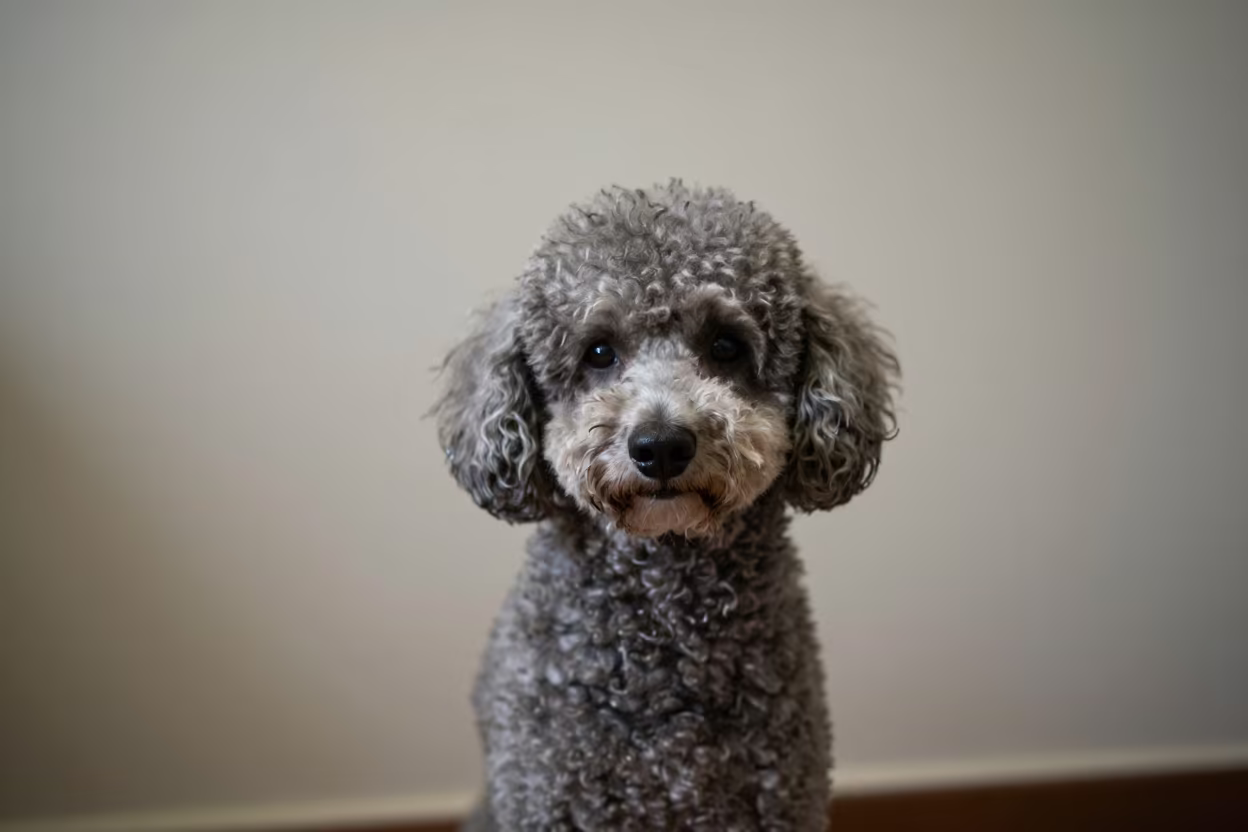 Navi Mumbai Poodle Portrait Soft Light in beside a plain plaster wall in soft indoor light with the animal centered in frame near Navi Mumbai
