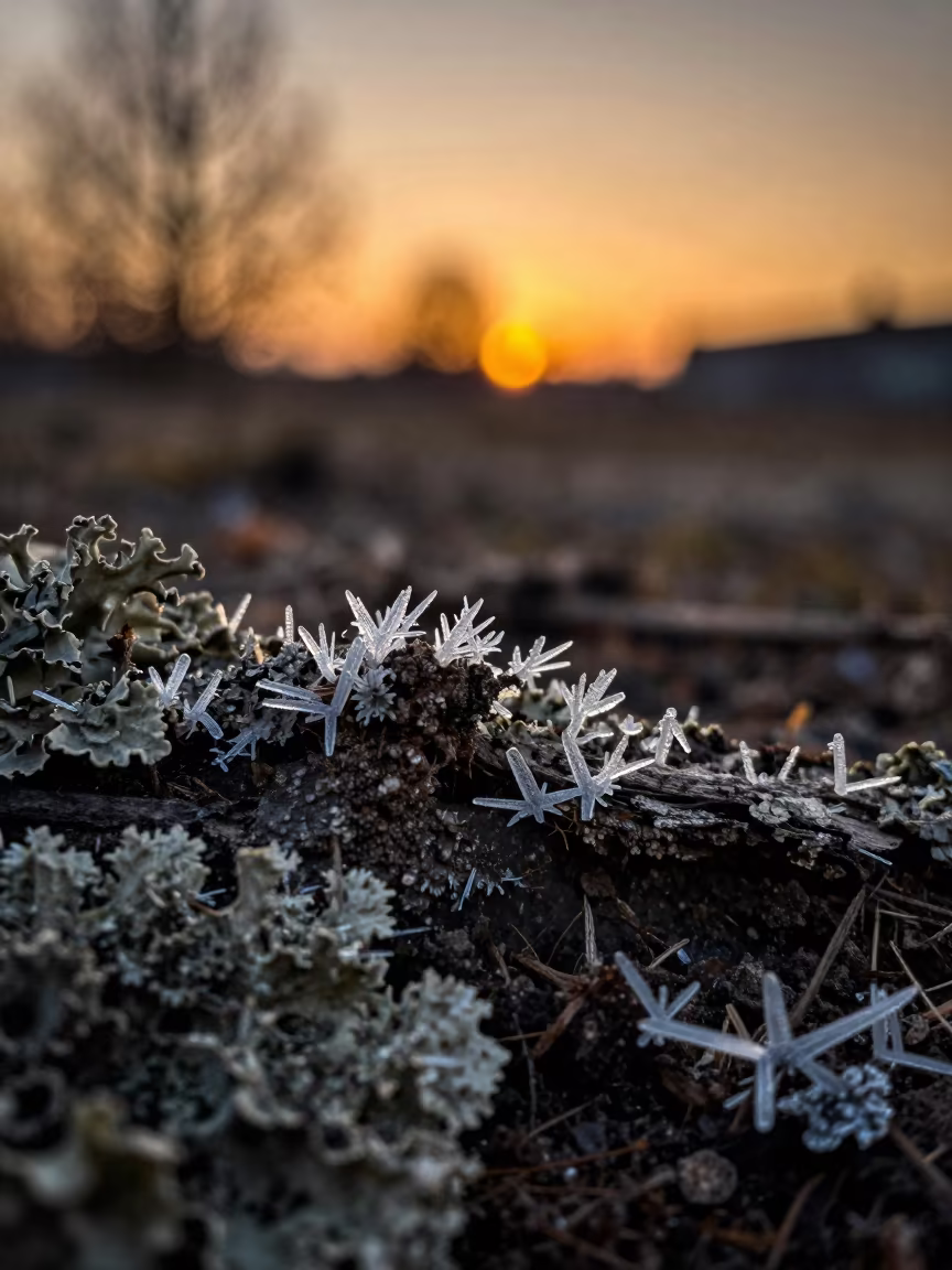Needle Ice Through Frozen Bark in Amber Light in on lichen-covered bark in Stockholm