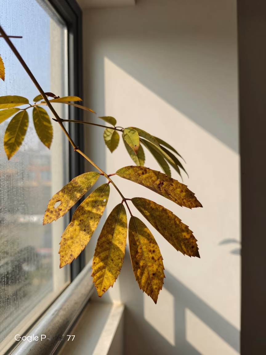 Neem Leaves on Pier Railing in Bright Light in on a pier railing near Meerut