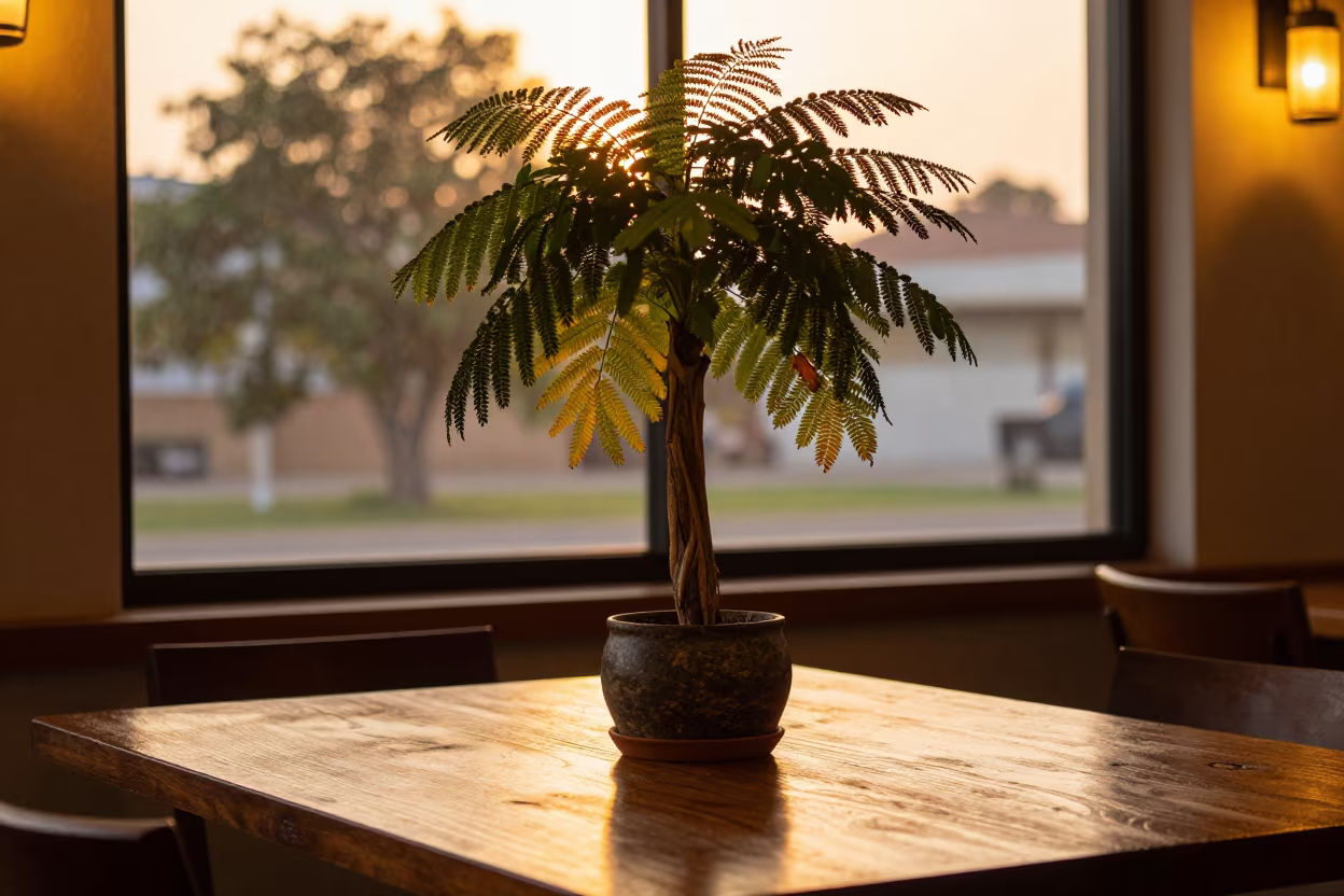 Neem Tree Shade Cafe Table Golden Hour in on a cafe table by a window near Cotonou
