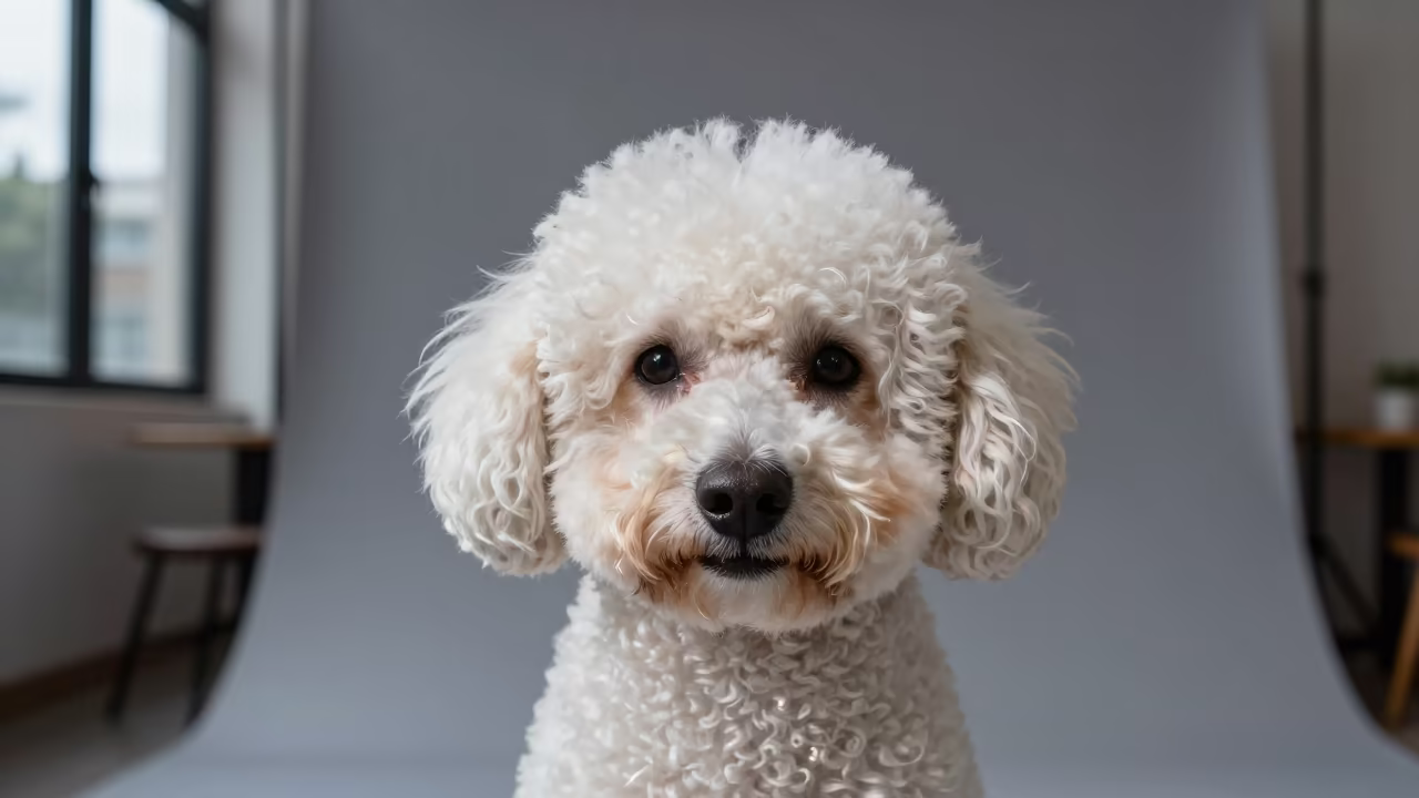Neon Lit Poodle Portrait in Kunming Studio in in a quiet portrait studio with a plain backdrop and eye-level framing in Kunming