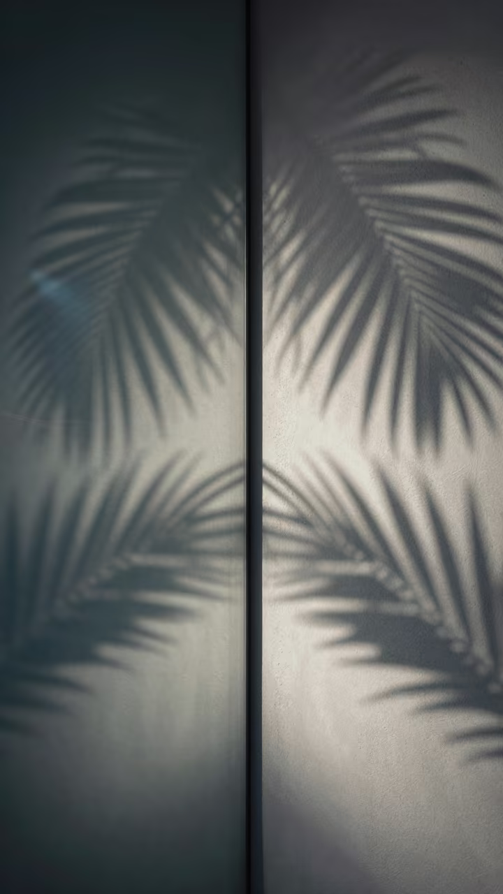 Neon Palm Shadows Defy Physics Queensland in in Queensland