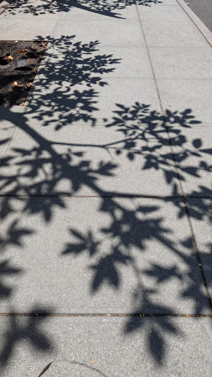 New York City Sidewalk Leaf Shadows on Tile Grout Under Flat Noon Sunlight in in New York, New York, United States