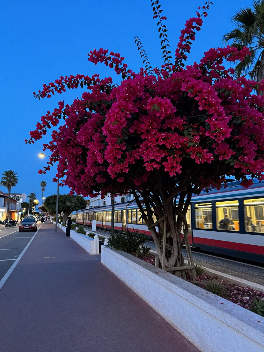 Nice France Twilight Street Scene with Bougainvillea and Commuter Train in in Nice, France