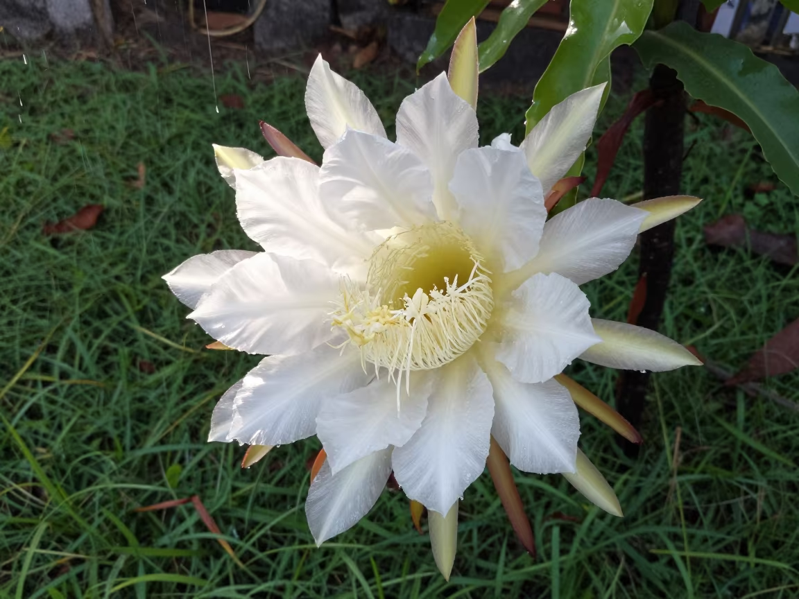 Night-blooming Cereus Open in Morning Light in in a bloom-heavy meadow in Andhra Pradesh