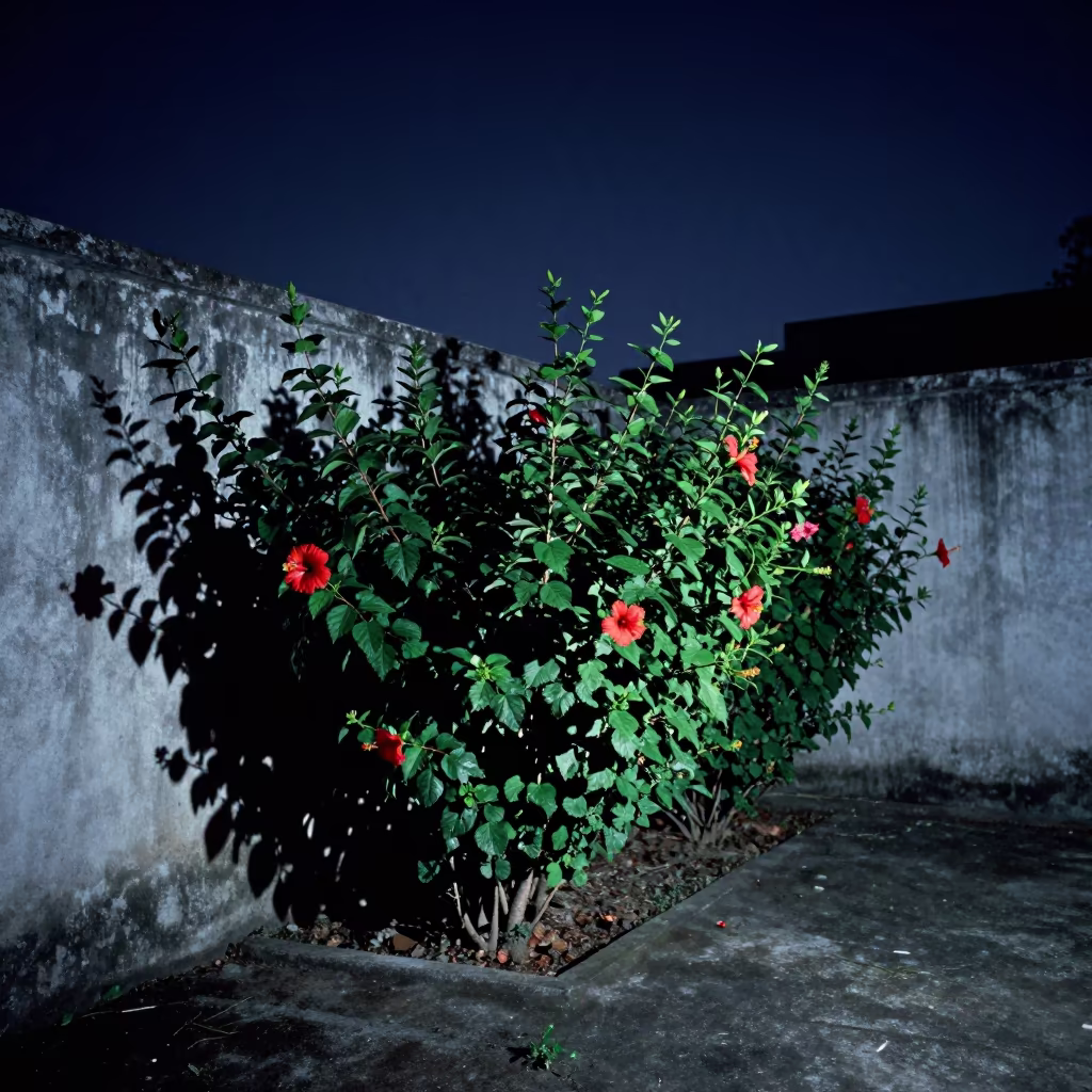 Night Hibiscus Hedge Under Starlight Jakarta in near Jakarta