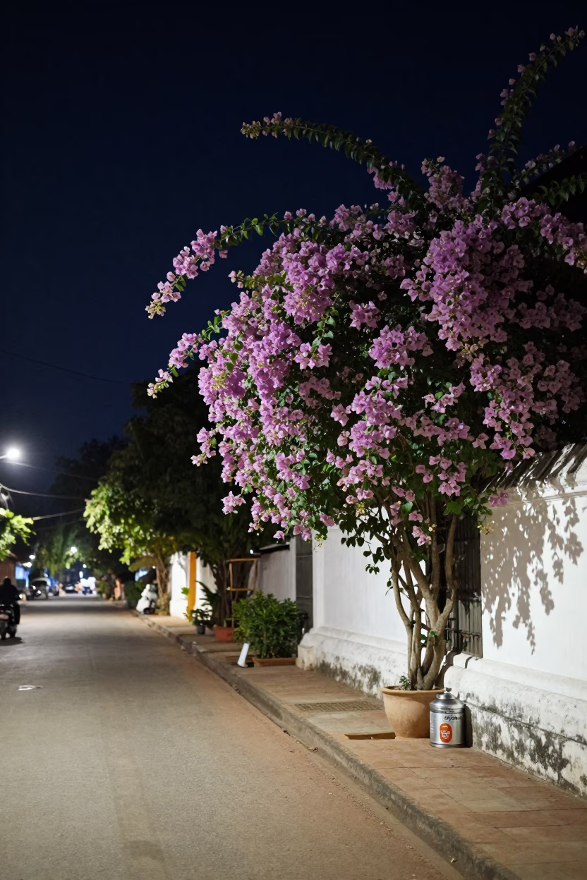 Night Street Scene in Luang Prabang Laos with Bougainvillea and Tiffin Tin in in Luang Prabang, Laos