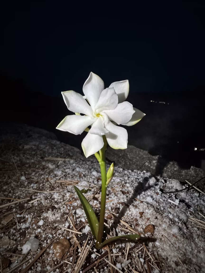 Night tuberose spike salt cliff Montenegro in along a salt-sprayed cliff edge in Montenegro