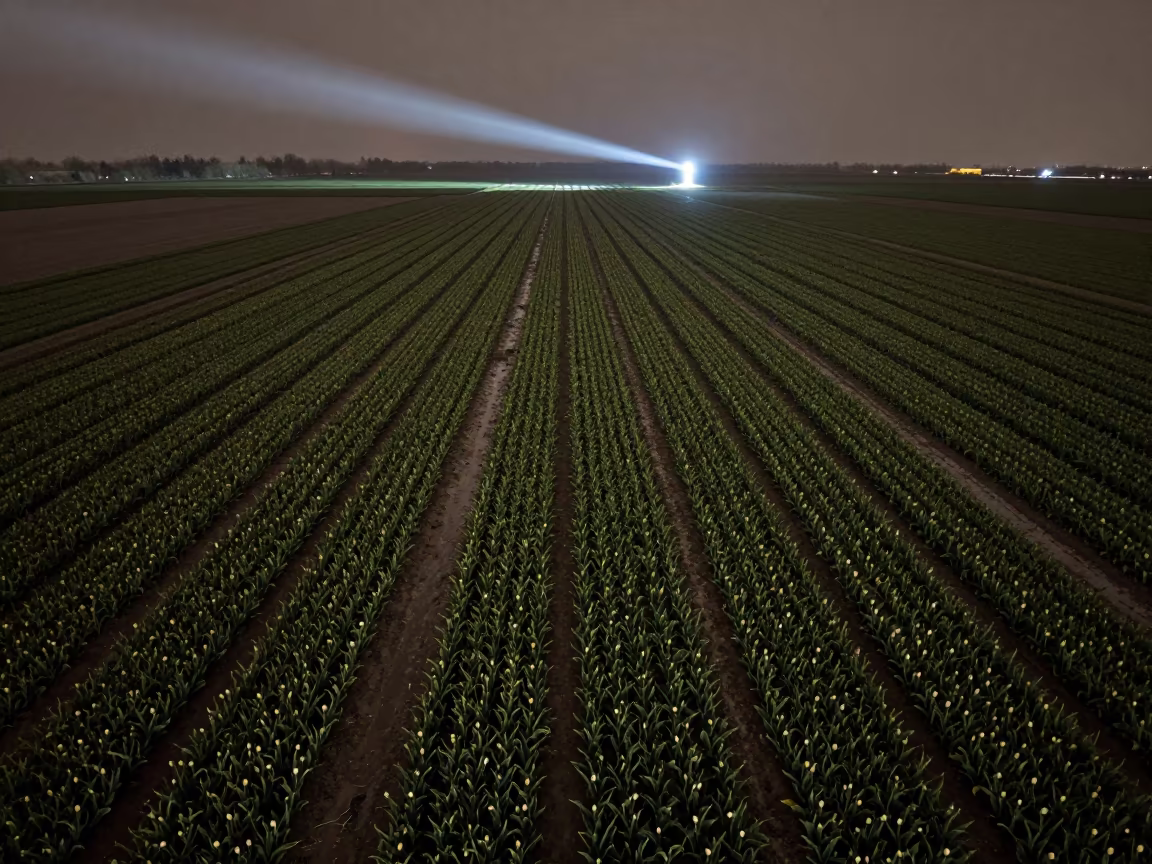 Night Tulip Fields Punjab Lighthouse Beam in in Punjab