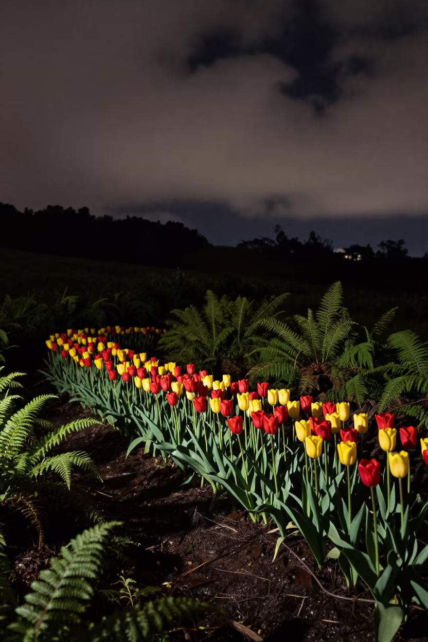 Night Tulips Rim Lit Forest Floor in on a fern-lined forest floor near Nairobi