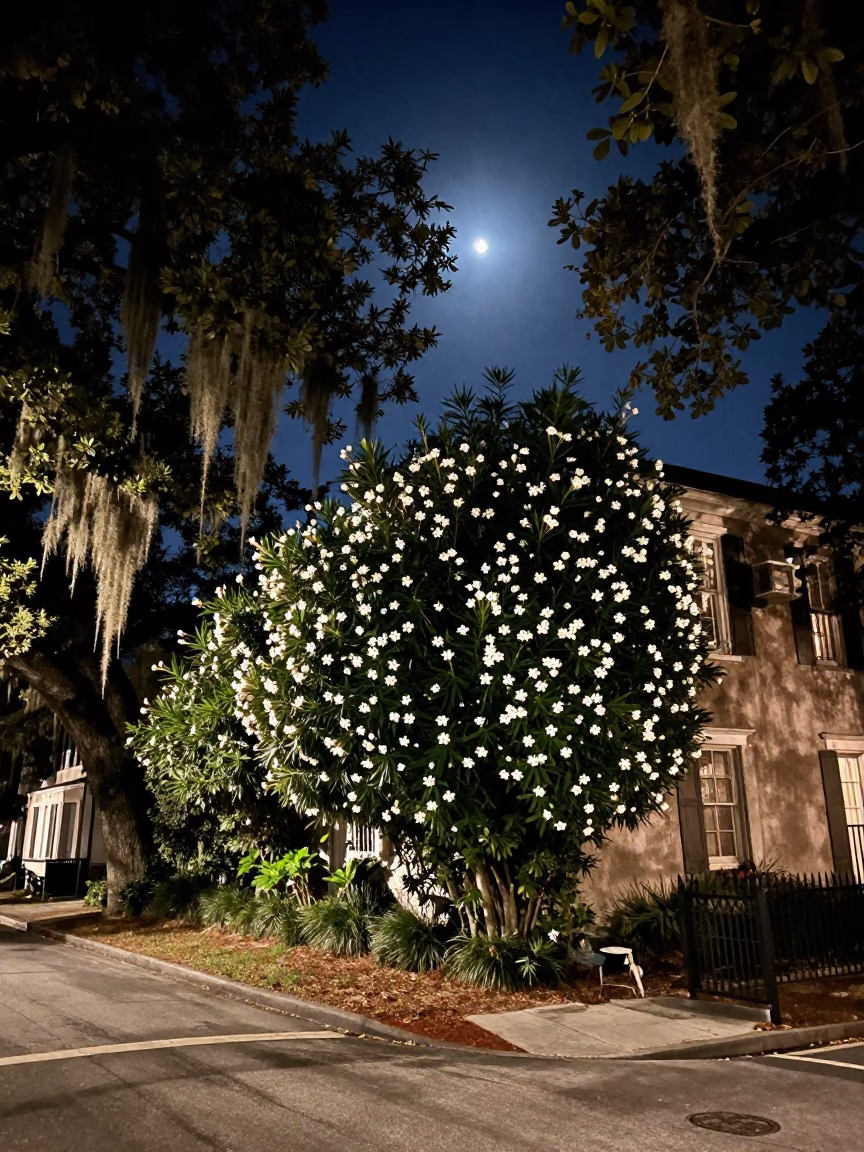 Nighttime Charleston Street Scene with Oleander Hedge and Vintage Automobile in in Charleston, South Carolina, United States