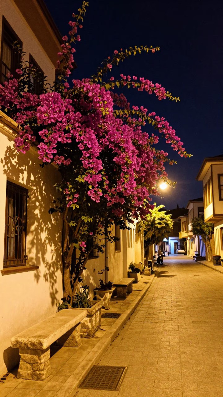 Nighttime Izmir Street Scene with Bougainvillea and Stone Bench Under Streetlights in in Izmir, Turkey