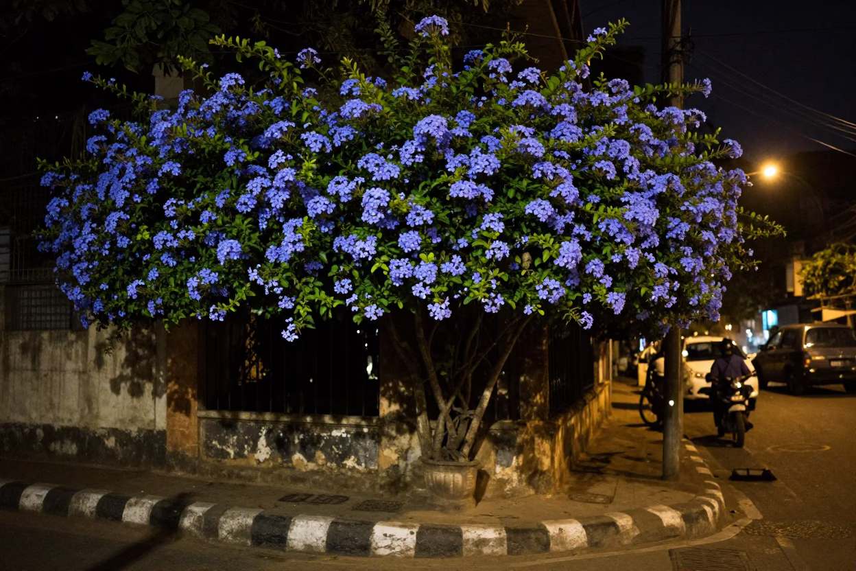 Nighttime Kolkata Street Scene with Blue Plumbago Hedge and Traditional Seating in in Kolkata, India
