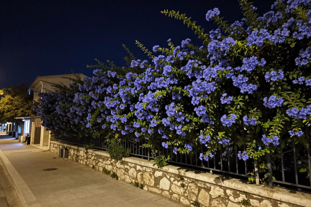 Nighttime Street Scene in Athens Greece with Plumbago Hedge and Steel Bucket in in Athens, Greece
