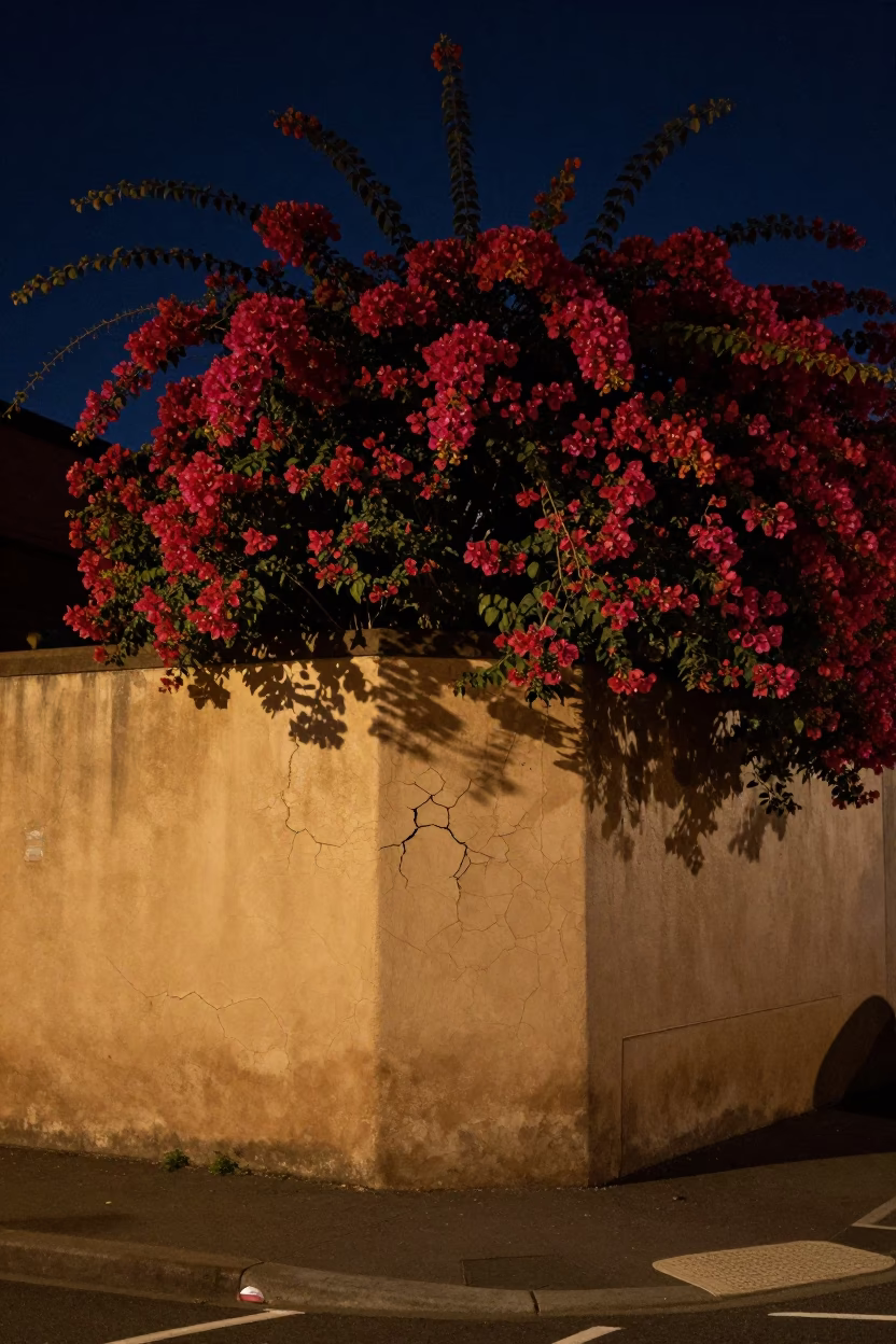 Nighttime Sydney Street Scene with Bougainvillea and Cracked Stucco Wall in in Sydney, New South Wales, Australia