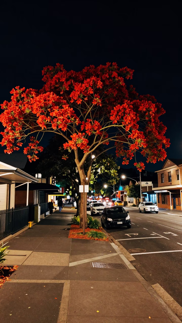 Nighttime Sydney Street Scene with Flame Tree Bloom and Urban Infrastructure in in Sydney, New South Wales, Australia