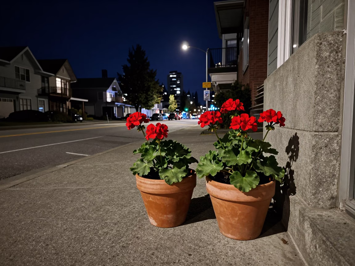Nighttime Vancouver Street Scene with Potted Geraniums and Distant City Lights in in Vancouver, British Columbia, Canada