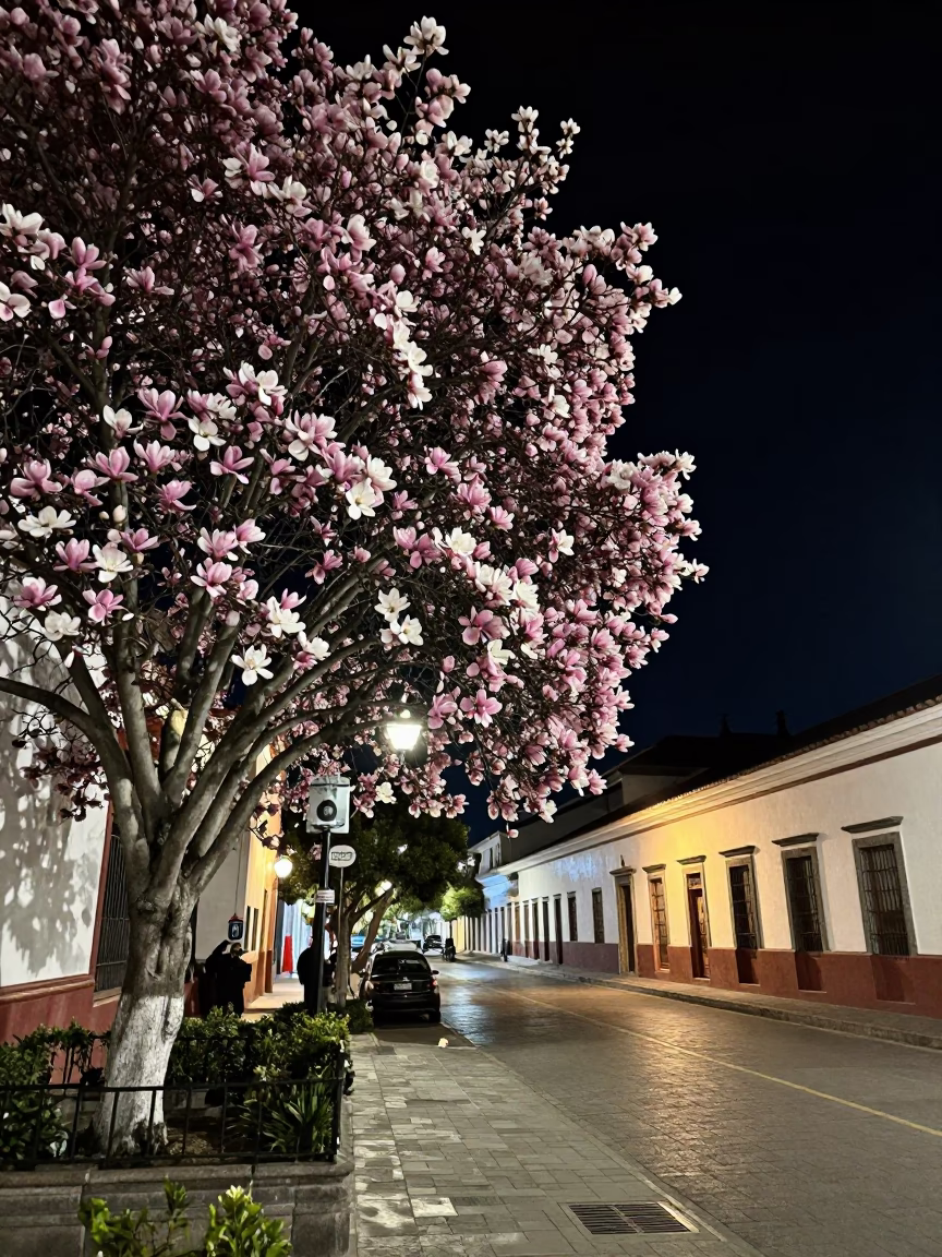 Nocturnal Street Scene in Quito Ecuador With Magnolia Tree and Gas Pipeline Marker in in Quito, Ecuador