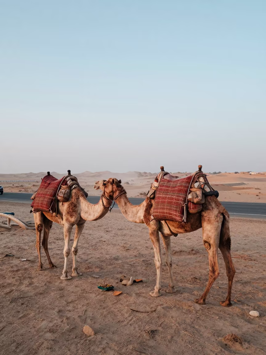 Nomad Loading Camel Saddlebags at Dawn Roadside in at a roadside stop near Muscat