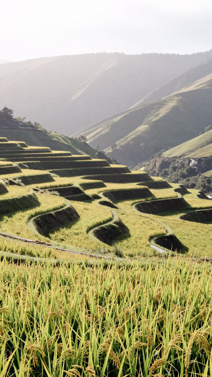 Noon glare over Tasmanian rice terrace ridges in from a ridge above layered foothills in Tasmania