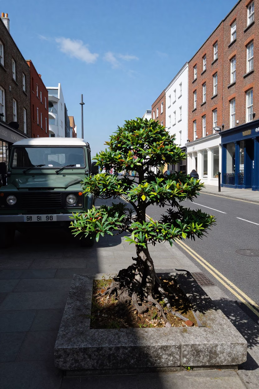Noon Light on Dublin Street with Bonsai Juniper and Vintage SUV in in Dublin, Ireland