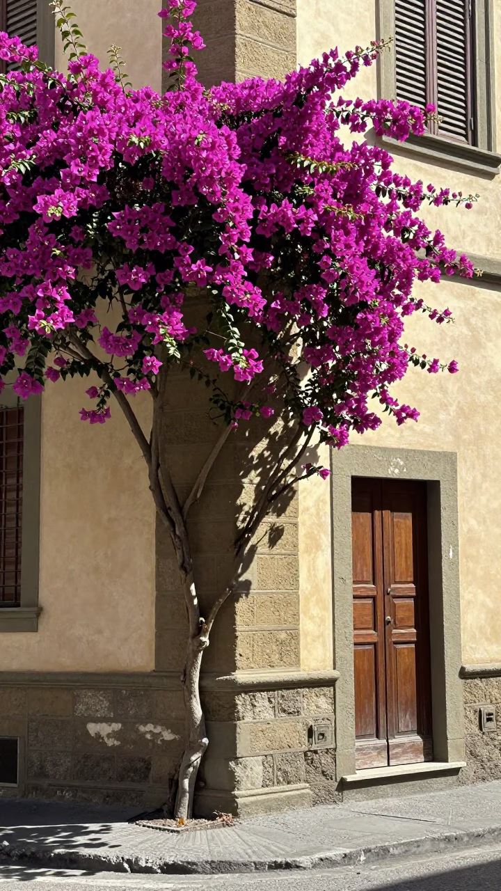 Noon Light on Florentine Street Corner with Bougainvillea and Vintage Details in in Florence, Italy