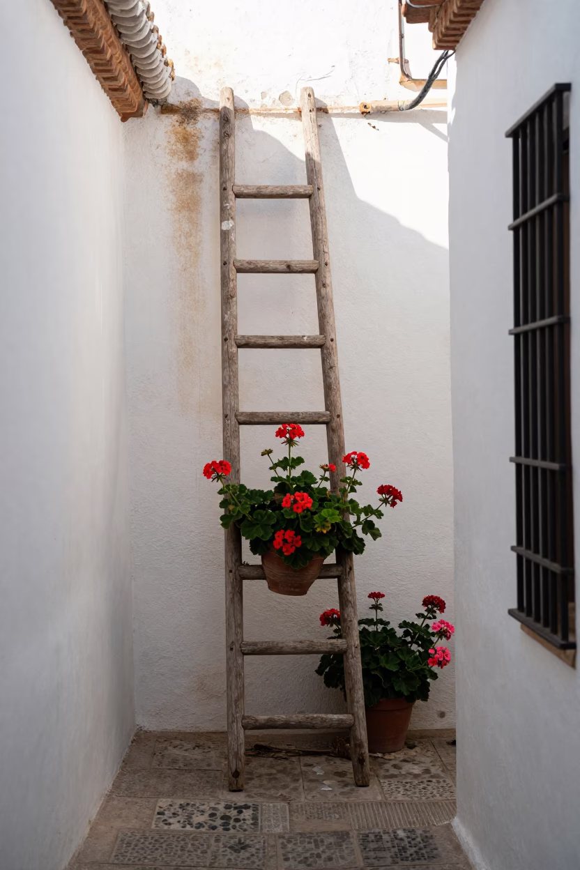 Noon Light on Geraniums in Granada in in Granada, Spain