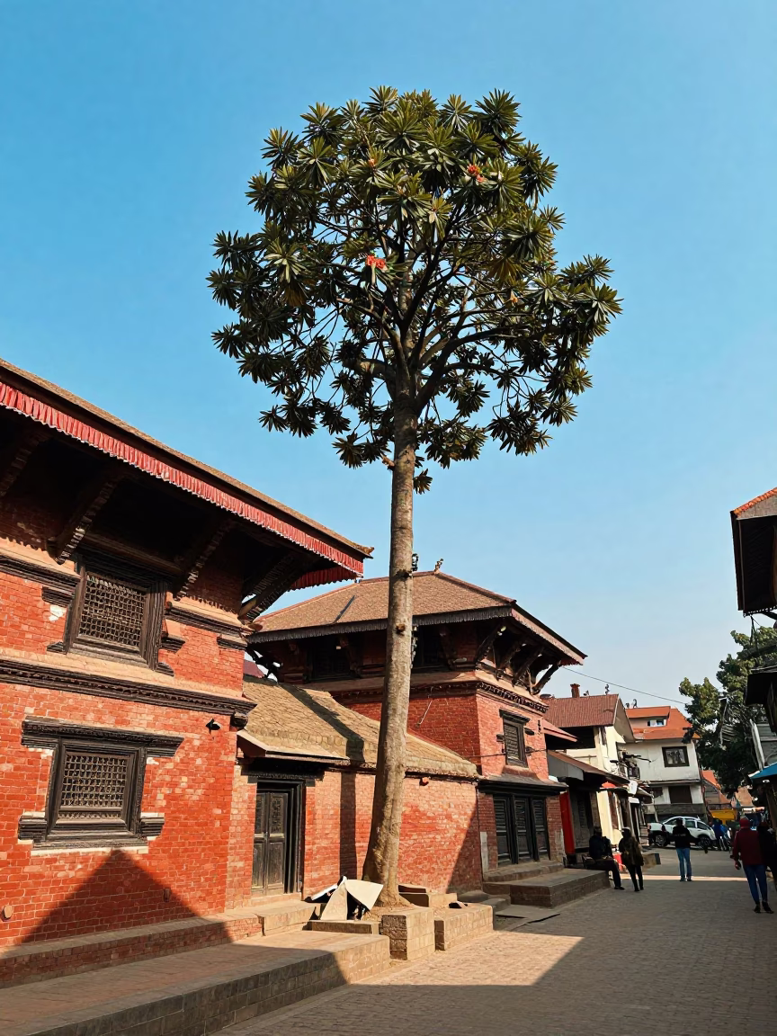 Noon Light on Kathmandu Street with Euphorbia Candelabra Tree and Blue Sky in in Kathmandu, Nepal