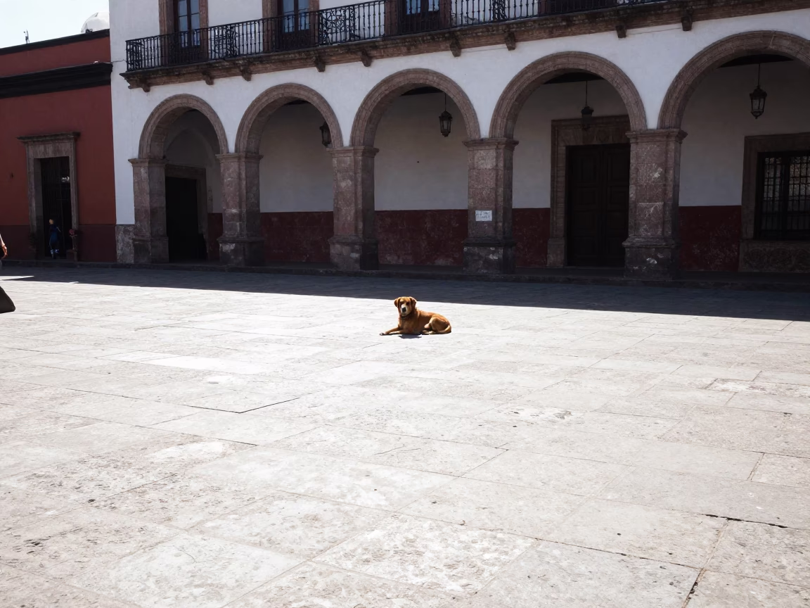 Noon Light on Merida Mexico Plaza with Brown Dog and Wicker Basket in in Merida, Mexico