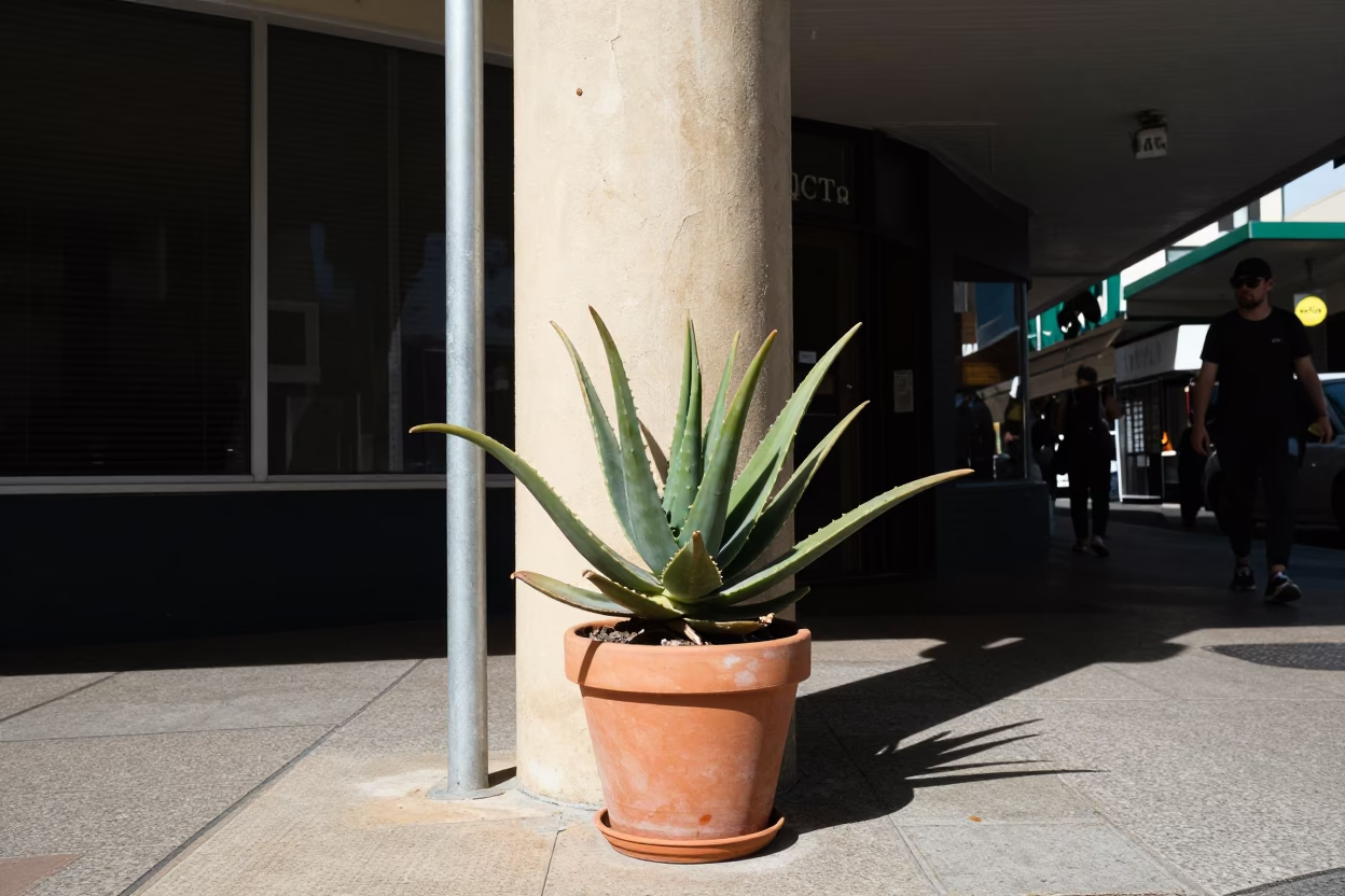Noon light on Perth street corner with aloe vera plant and pollen on rail in in Perth, Western Australia, Australia
