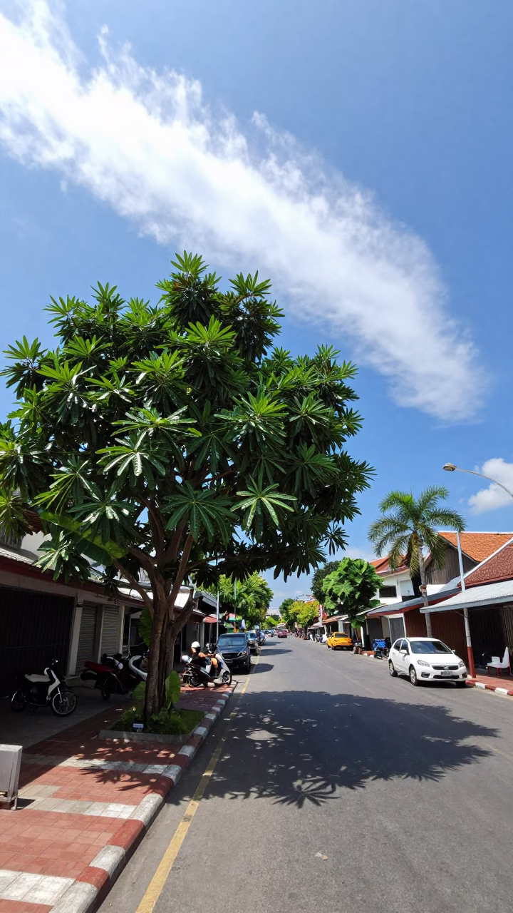 Noon light on Phuket street with tamarind tree and morning glory clouds in in Phuket, Thailand