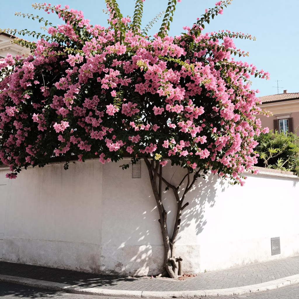 Noon Light on Roman Street Corner with Bougainvillea and Water Taxi in in Rome, Italy