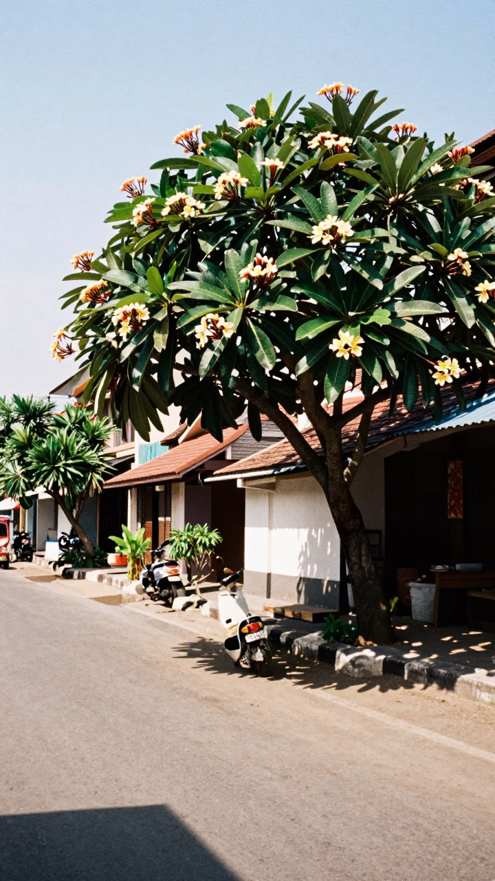 Noon Light on Yogyakarta Street with Frangipani and Traditional Brooms in in Yogyakarta, Indonesia