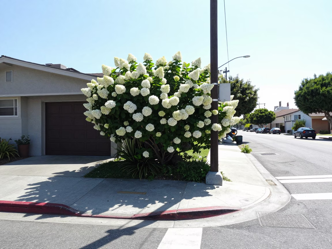 Noon Sunlight on Los Angeles Street with Hydrangea Bush and Concrete Sidewalk Details in in Los Angeles, California, United States