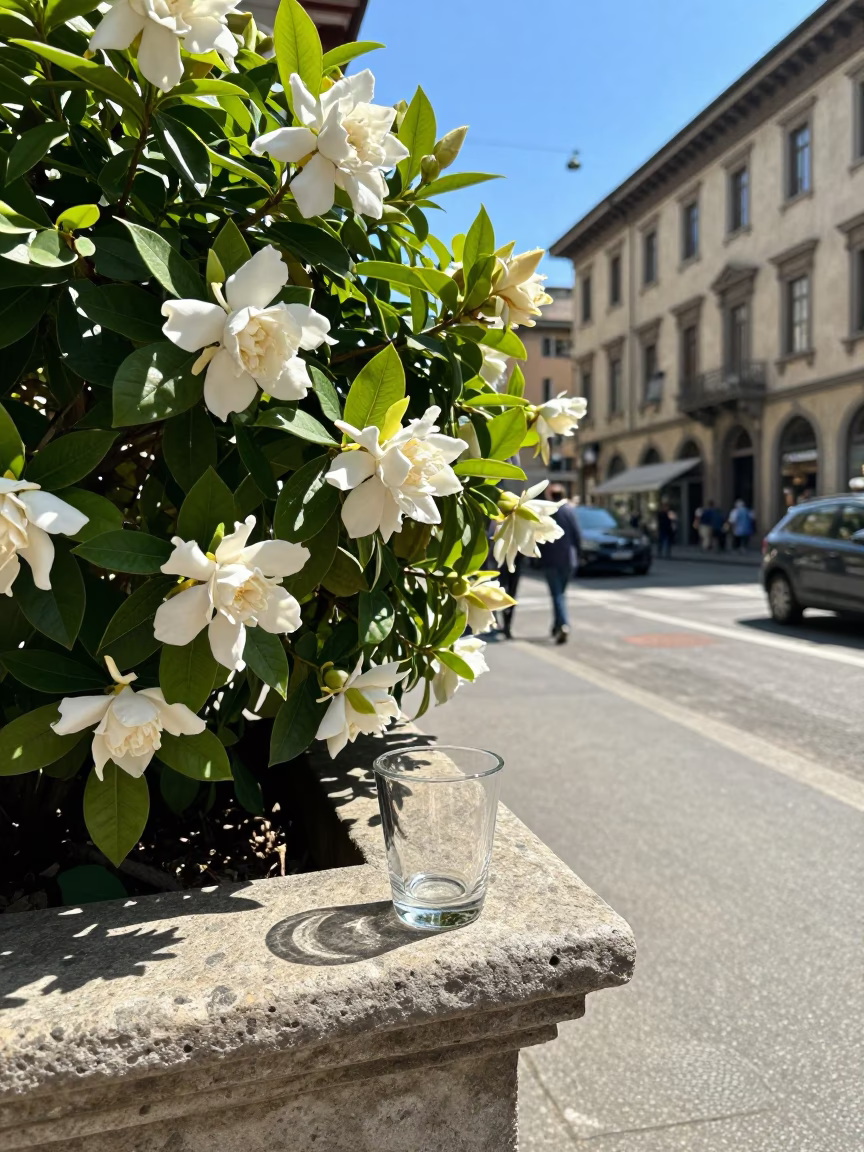 Noon Sunlight on Milanese Street Corner with Gardenia Bush and Glass Tumbler in in Milan, Italy