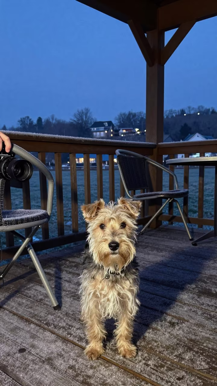 Norfolk Terrier Portrait on Jodhpur Porch in on a shaded front porch with boards, railings, and eye-level framing near Jodhpur