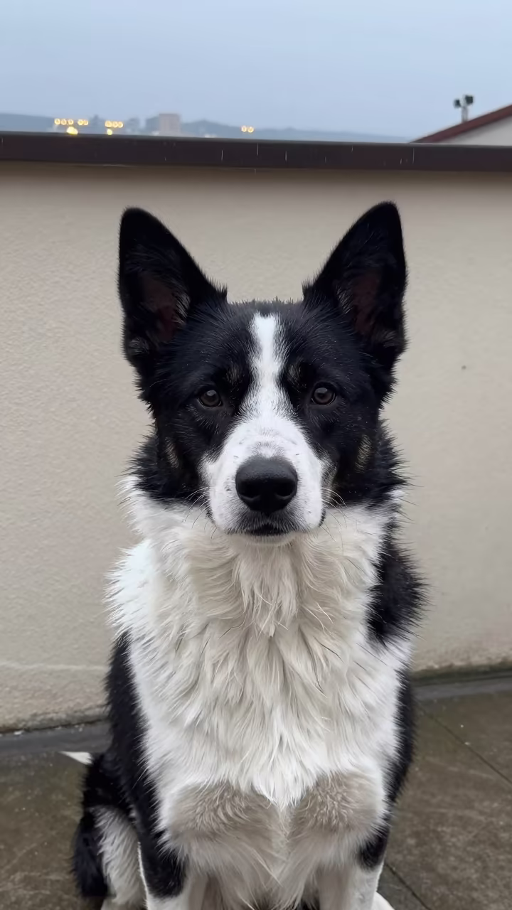 Norrbottenspets Portrait on Skopje Porch in beside a plain courtyard wall in clear daylight with the animal at eye level in Skopje