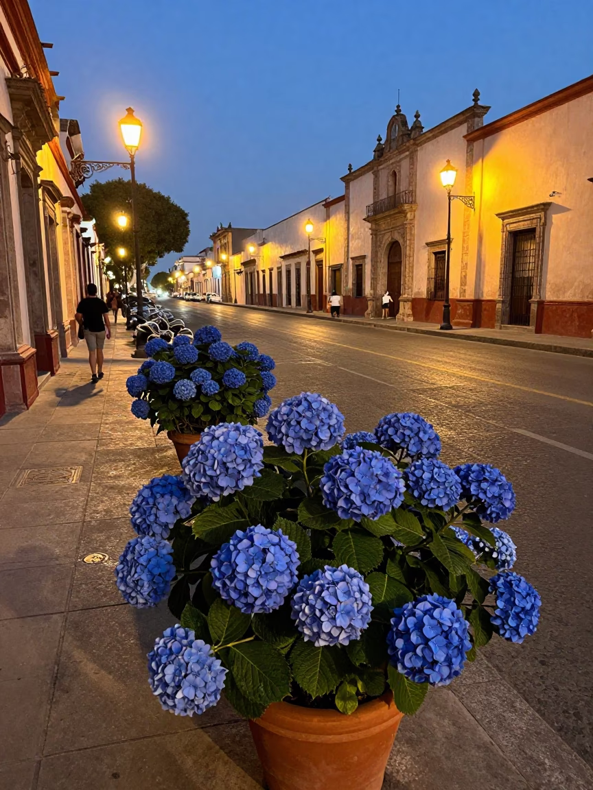 Oaxaca City Street at Twilight with Hydrangeas and Street Vendor in in Oaxaca, Mexico
