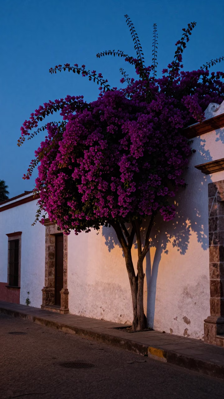 Oaxaca Mexico Indigo Twilight Bougainvillea Garden Wall Street Scene in in Oaxaca, Mexico