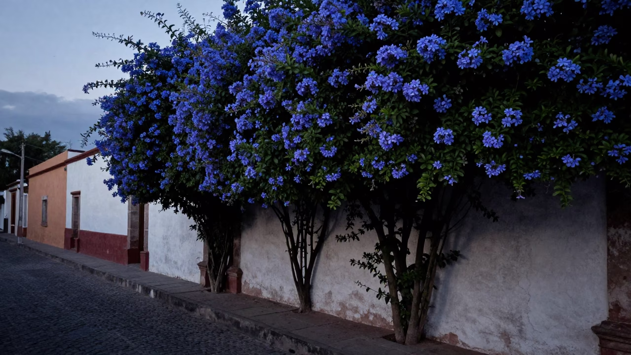 Oaxaca Mexico predawn street scene with plumbago hedge and early morning light in in Oaxaca, Mexico