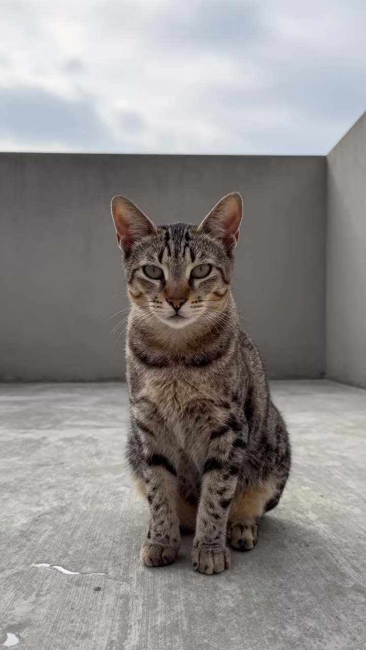 Ocicat on Shaded Porch in Sangli Courtyard in beside a plain courtyard wall in clear daylight with the animal at eye level in Sangli