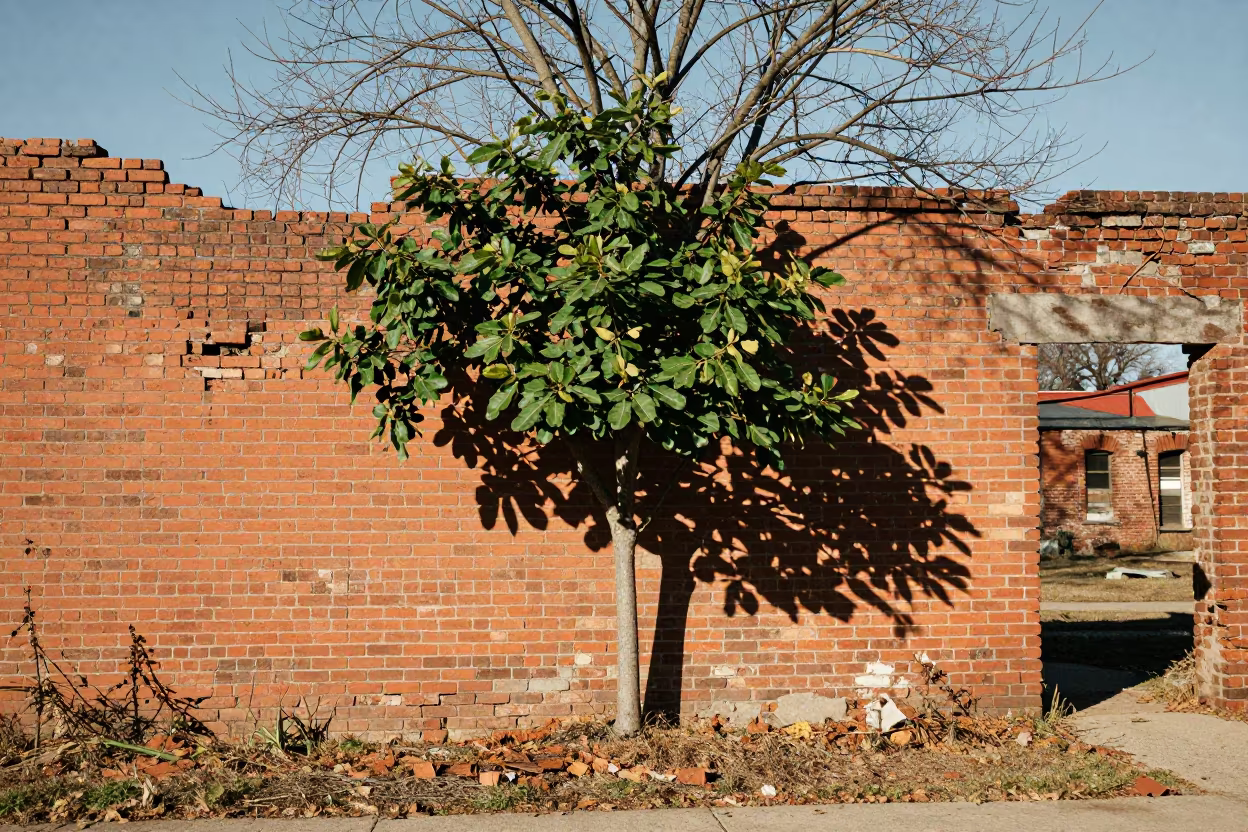 Oklahoma Brick Ruin Fig Tree Noon Light in in Oklahoma