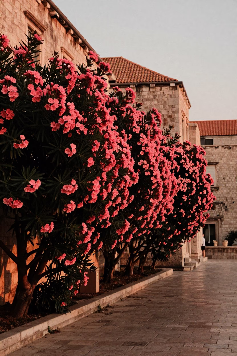 Oleander Hedge Along Mediterranean Lane in Dubrovnik Croatia Before Dusk in in Dubrovnik, Croatia
