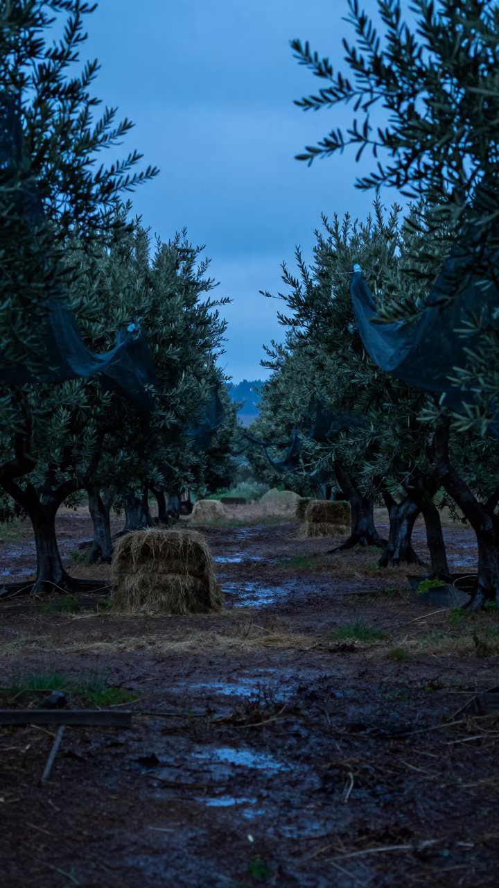 Olive Grove Nets Under Blue Hour Sky in beside stacked hay bales in California