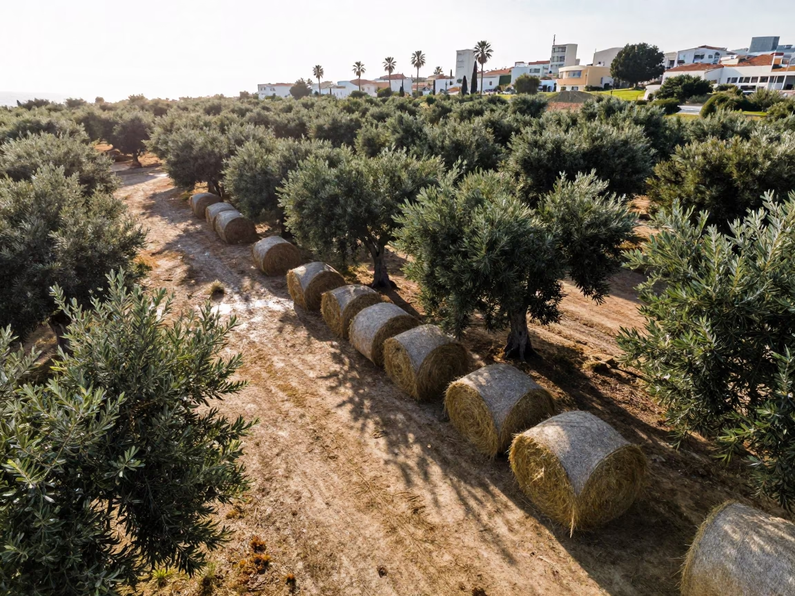Olive Grove Shadows Over Hay Bales Tel Aviv in beside stacked hay bales in Tel Aviv