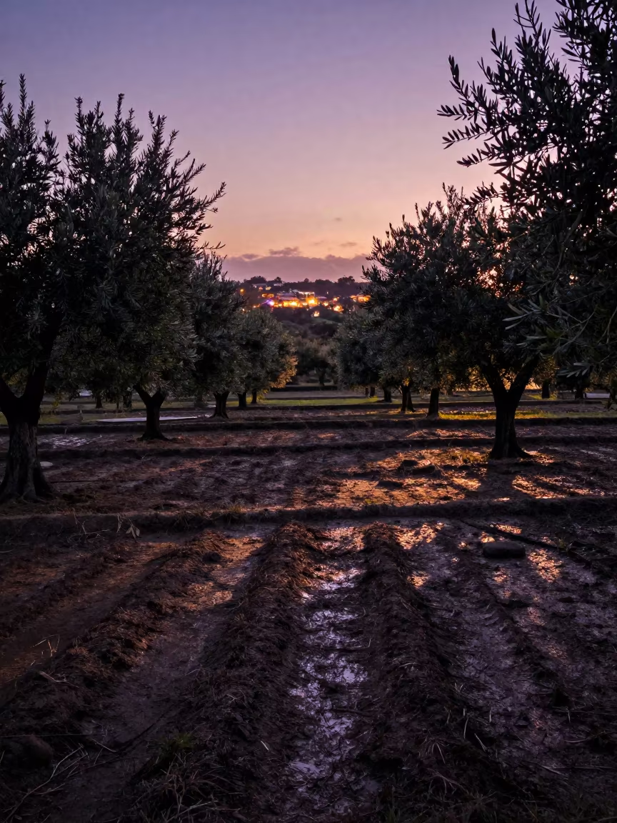 Olive Grove Shadows Twilight Florida Paddies in among terraced rice paddies in Florida