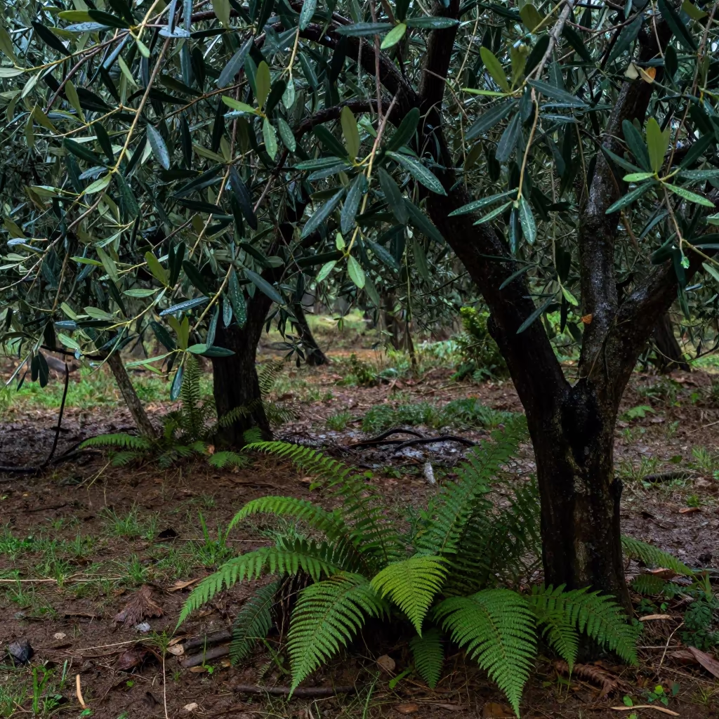 Olive Trees Fern Forest Floor Rainy Season in on a fern-lined forest floor near Vadodara
